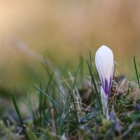 Crocus printannier - Crocus vernus