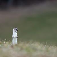 Premiers signes du printemps sur le museau! Hermine - février 2017