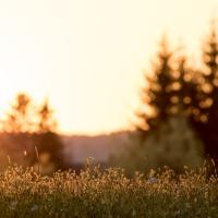 Fin de journée pour les graminés