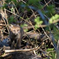 Jouer sur les troncs