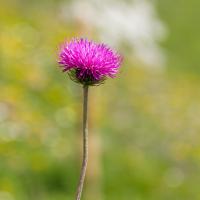 Carduus defloratus
